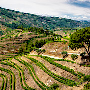 Douro Valley Vineyards Photo