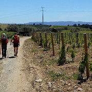 Douro Valley Vineyards Photo
