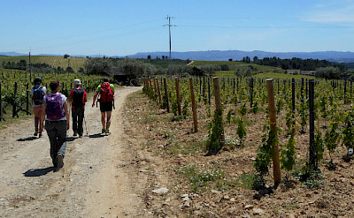 Hiking among vineyards in the Douro River Valley in Portugal.
