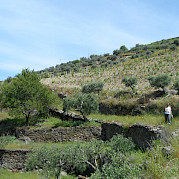 Douro Valley Vineyards Photo