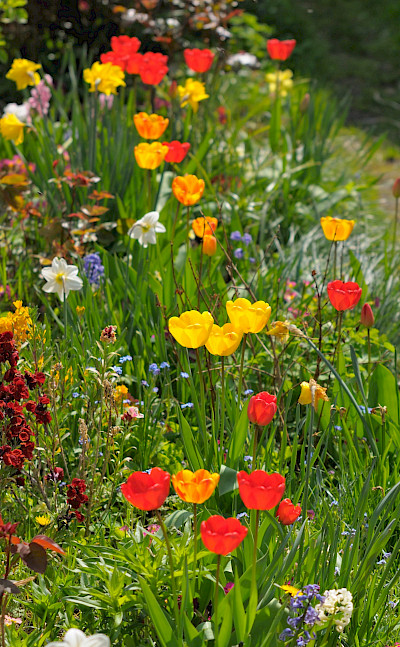 Flowers in England. Flickr:Random_fotos