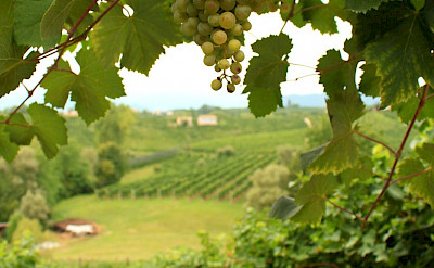 Vineyards and grapes for Prosecco wine in this region of Italy. Flickr:Luca Temporelli