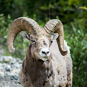 Classic Banff Hiking Tour Photo