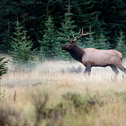 Classic Banff Hiking Tour Photo