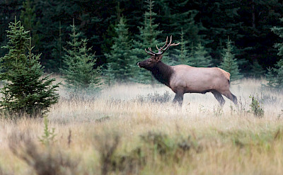 Elk in the grasslands Alberta. Flickr:[bastian]
