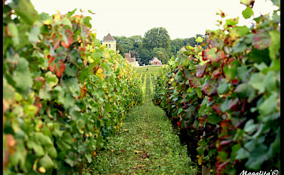 Walking between the vines in Burgundy, France. Flickr:magalitab
