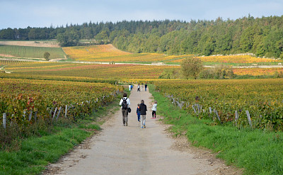 Walking the many vineyards through Dijon and Burgundy in France.