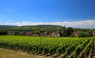 Burgundy abound with vineyards. Flickr:Navin Rajagopalan