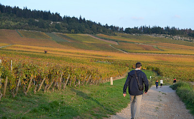 Walking the many vineyards through Dijon and Burgundy in France.