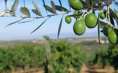 Olive groves in Tuscany, Italy.