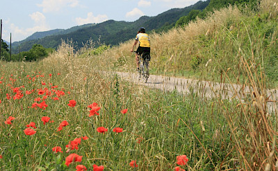 Riding past wildflowers on this Tuscany Italy Bike Tour.