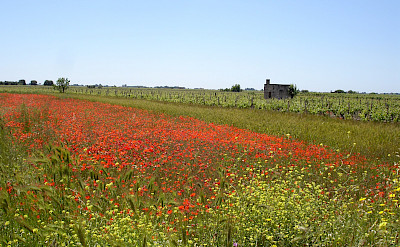 Wildflower fields forever in Italy!