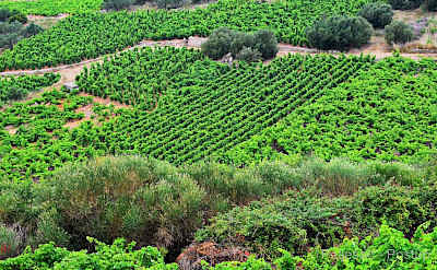 Orchards and vineyards in Pelješac, Croatia. Flickr:Miroslav Vajdic