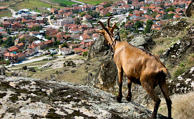 Mountain goat overlooking Bitola, Macedonia. Flickr:Pero Kvrzica