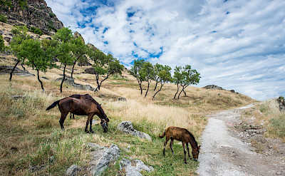Horses adorn the landscape of Macedonia. Flickr:Milo van Kovacevic