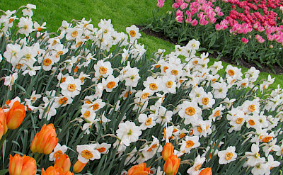 Keukenhof near Lisse and Amsterdam is tulip heaven! Flickr:Imbiblio