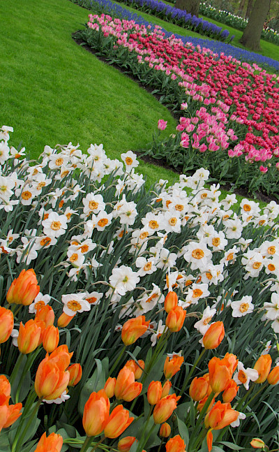 Keukenhof near Lisse and Amsterdam is tulip heaven! Flickr:Imbiblio