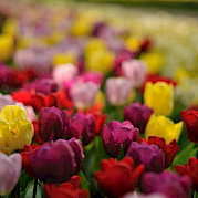 Tour das Tulipas de Luxo Foto