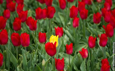 Tulips galore! Flickr:Willem van Valkenburg