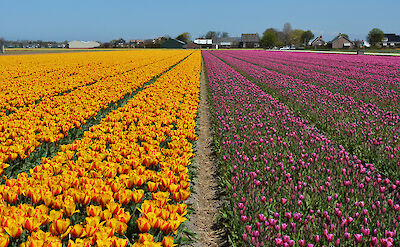 Tulip fields near Keukenhof. Flickr:Pug Girl