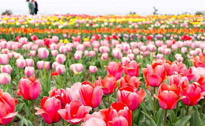 Tulips! Flickr:Tkiya