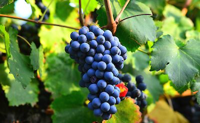 Grapes growing in the sun, Castelvetro di Modena, Emilia-Romagna, Italy. Unsplash@Stefano Zocca
