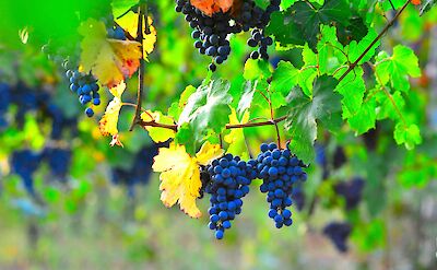 Grapes on the vine in Castelvetro di Modena, Emilia-Romagna, Italy. Unsplash@Stefano Zocca