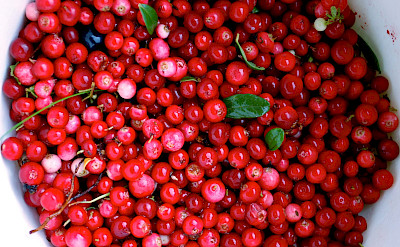 Lingon berries are a superfood commonly found in Scandinavia. Flickr:Kim Ahlstrom