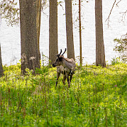 Finland’s North Country & Western Lapland Photo