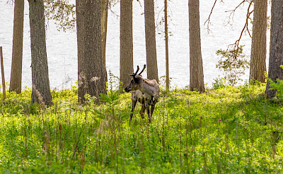 Reindeer roaming in Lapland, Finland. Flickr:Michael Ranzau