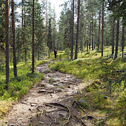 Finland’s North Country & Western Lapland Photo