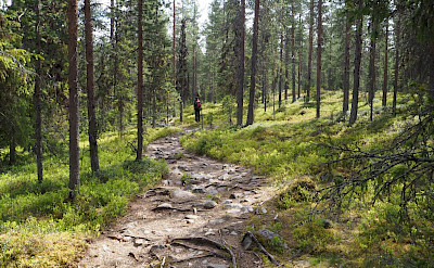 Through the forest in Pallas-Yllästunturi National Park, Western Lapland, Finland. Photo via TO