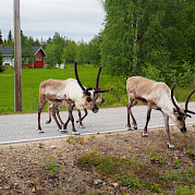 Finland’s North Country & Western Lapland Photo