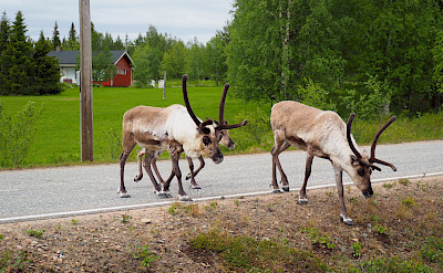 Reindeer in Akaslompolo Village, Western Lapland, Finland. Photo via TO