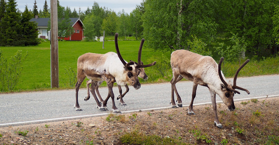 Reindeer in Akaslompolo Village, Western Lapland, Finland. Photo via TO