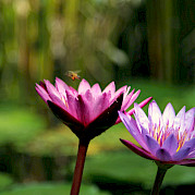 Thailand Adventure Photo