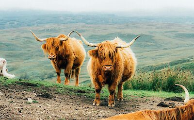 A face-off with highland cows near Loch Lomond, Scotland. Unsplash:Mitchell Schleper