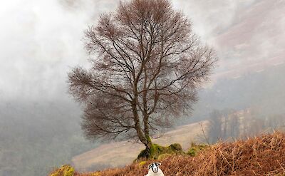 A sheep near Loch Lomond, Scotland. Unsplash:Robert Greinacher