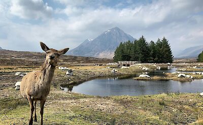 Deer in Kingshouse, Scotland. Unsplash:Stewart M