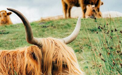 Highland cattle near Loch Lomond, Scotland. Unsplash:Mitchell Schleper