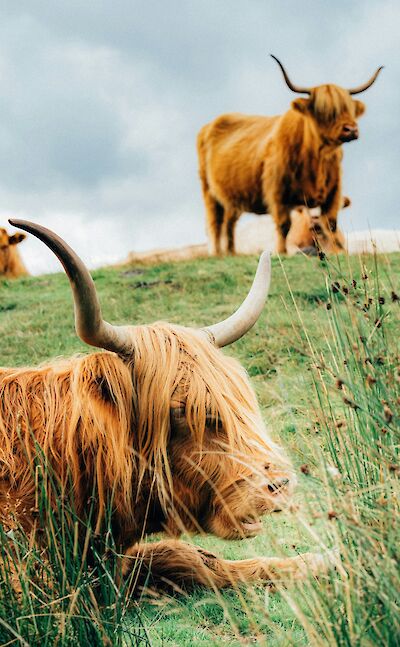 Highland cattle near Loch Lomond, Scotland. Unsplash:Mitchell Schleper