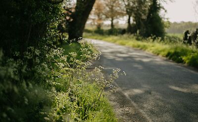 A country road near Canterbury, Kent, England. Unsplash:Annie Spratt