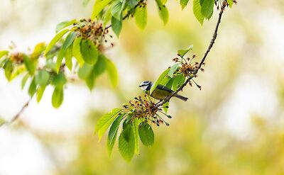 Blue Tit, Kent, England. Unsplash:Andy Holmes