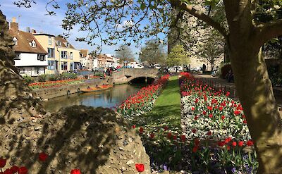 Flowers blooming by the river, Canterbury, Kent, England. Unsplash:Karen Cann