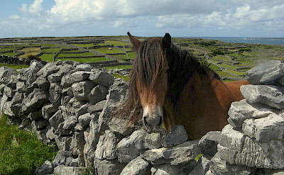 Pony in Connemara, Ireland. Photo via TO