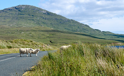 Biking past sheep in Connemara, Ireland. Flickr:Leo Daly