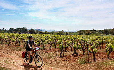Cycling the vineyards in Provence-Alpes-Côte d'Azur - the French Riviera!