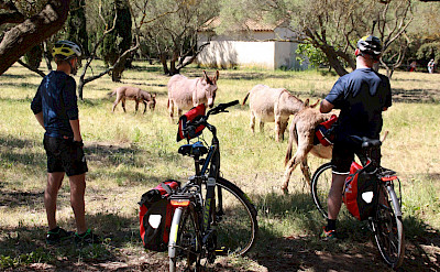 Bike rest on Porquerolles Island, Provence-Alpes-Côte d'Azur, France.