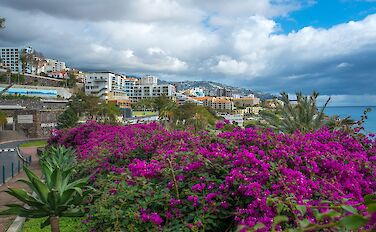 Madeira Paradise