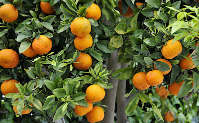 Oranges in Crete, Greece. Flickr:POTIER Jean-Louis